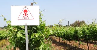 Pesticides : les riverains des vignobles français particulièrement exposés Pesticides : les riverains des vignobles français particulièrement exposés