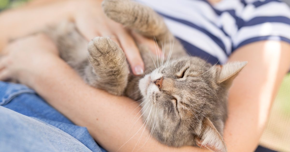Câliner votre chat fait aussi du bien à votre cerveau Câliner votre chat fait aussi du bien à votre cerveau