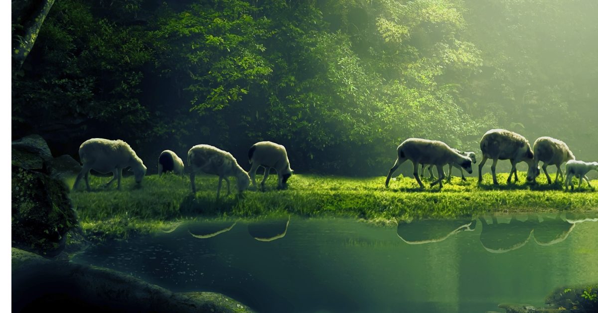 À Rambouillet, les moutons redessinent la forêt : l’ONF mise sur l’éco-pâturage