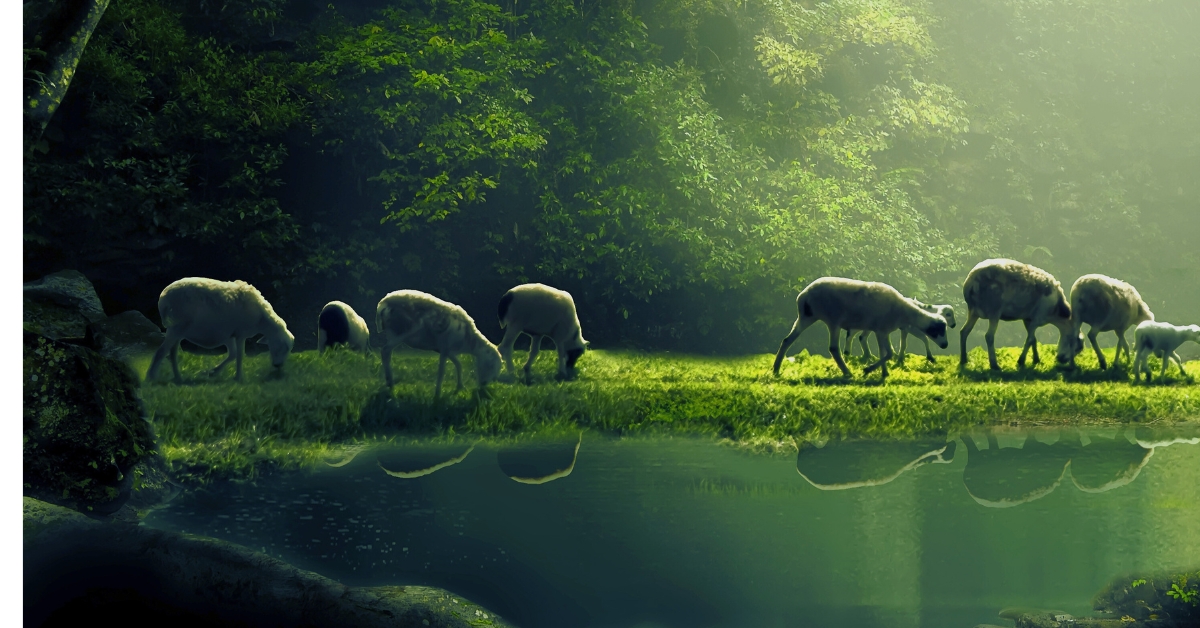 À Rambouillet, les moutons redessinent la forêt : l'ONF mise sur l'éco-pâturage