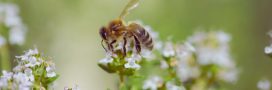 Les abeilles sauvages d’Europe au bord de l’extinction
