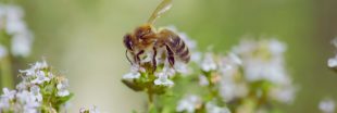 Les abeilles sauvages d'Europe au bord de l'extinction