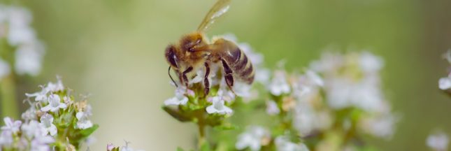 déclin des abeilles en Europe
