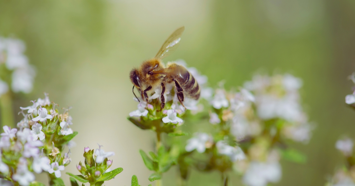 Les abeilles sauvages d'Europe au bord de l'extinction Les abeilles sauvages d'Europe au bord de l'extinction