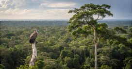 Brésil : baisse historique de la déforestation en Amazonie Brésil : baisse historique de la déforestation en Amazonie