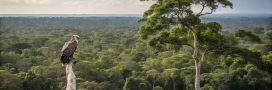 Brésil : baisse historique de la déforestation en Amazonie