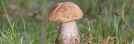 Champignons : quelles sont les espèces les plus menacées ?