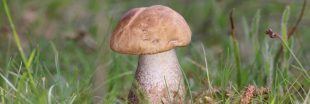 Champignons : quelles sont les espèces les plus menacées ?