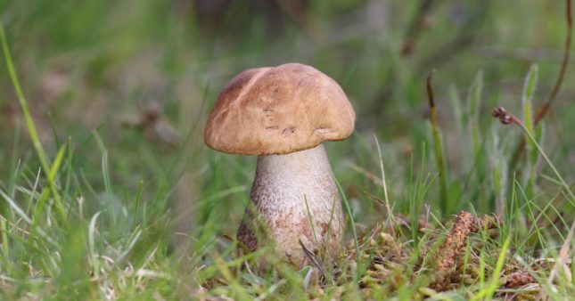 Champignons : quelles sont les espèces les plus menacées ? Champignons : quelles sont les espèces les plus menacées ?