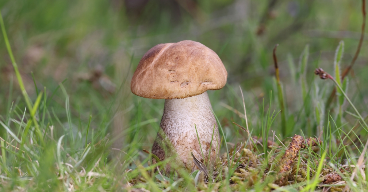 Champignons : quelles sont les espèces les plus menacées ? Champignons : quelles sont les espèces les plus menacées ?