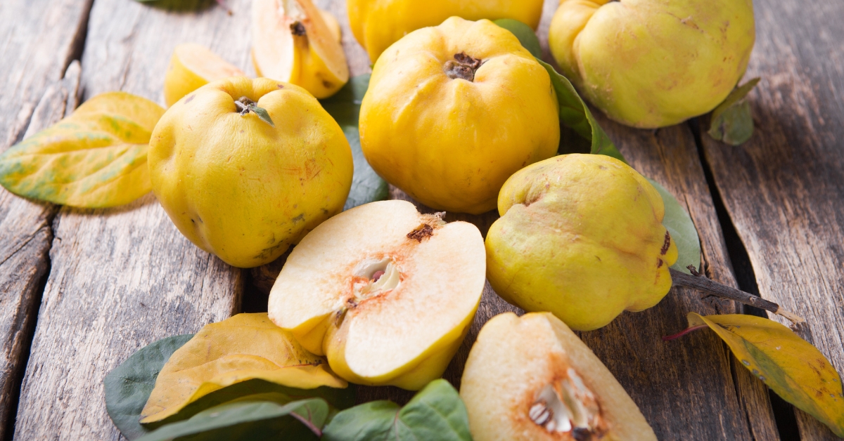 Le coing : bien plus qu’un simple fruit à confiture