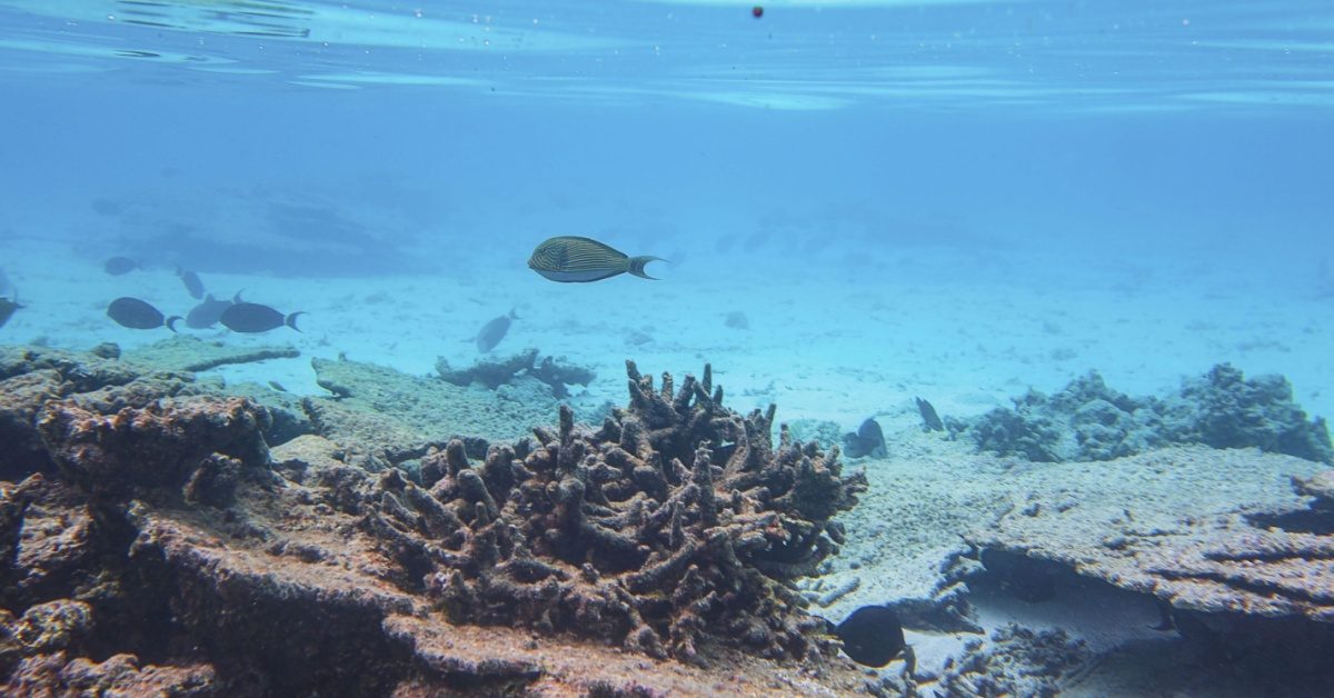 Corail : le « point de basculement » de sa survie est atteint