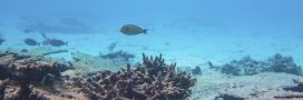Corail : le « point de basculement Corail : le « point de basculement