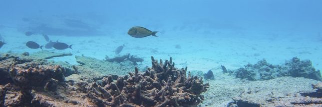 Corail : le « point de basculement