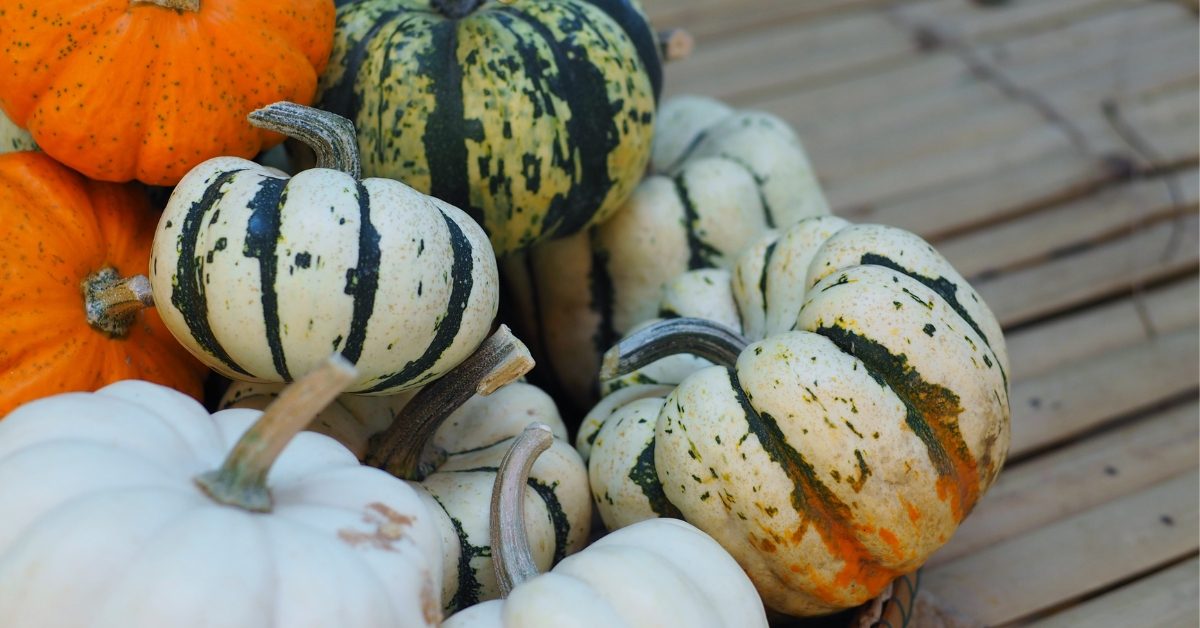 Le patidou, cette courge aussi délicieuse que méconnue : nos recettes gourmandes. Le patidou, cette courge aussi délicieuse que méconnue : nos recettes gourmandes.