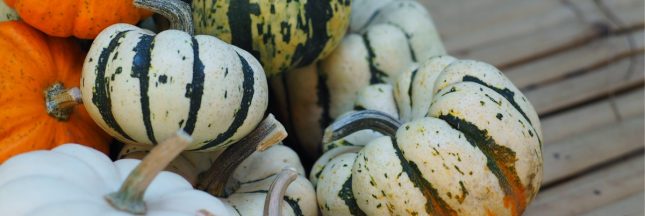 Courge patidou : un trésor gourmand à (re)découvrir