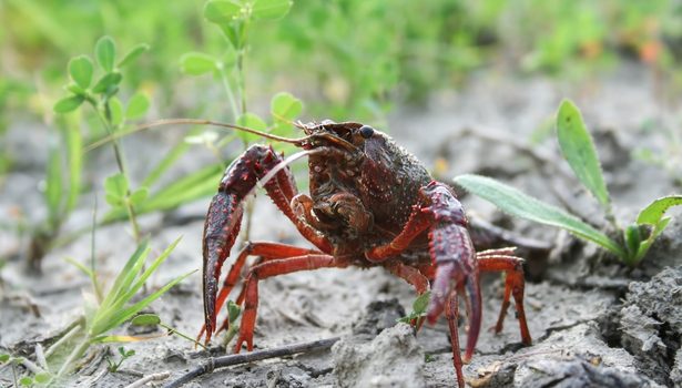 écrevisse de Louisiane 
