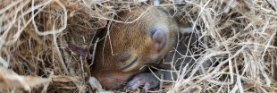 Quand la nature se met en veille : les secrets de l'hibernation animale Quand la nature se met en veille : les secrets de l'hibernation animale