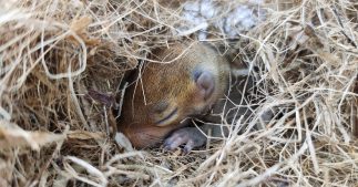Hiberner pour survivre : la stratégie ingénieuse des animaux face à l’hiver