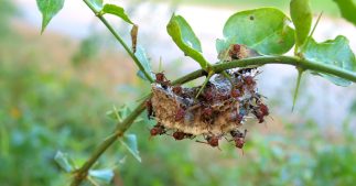 L'autre danger majeur pour le patrimoine mondial naturel