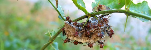 L'autre danger majeur pour le patrimoine mondial naturel