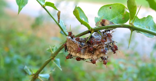 L'autre danger majeur pour le patrimoine mondial naturel
