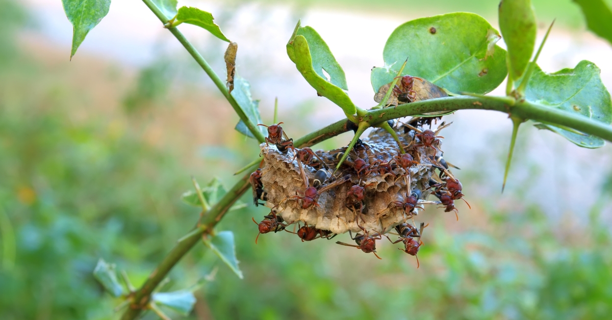 L'autre danger majeur pour le patrimoine mondial naturel