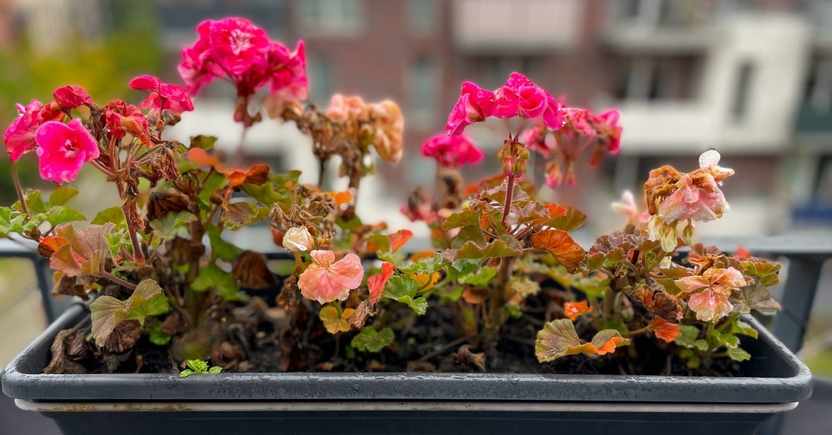 Géraniums d’hiver : comment garder vos fleurs pimpantes malgré le froid