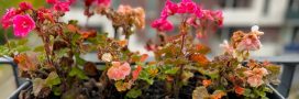 Géraniums d'hiver : comment garder vos fleurs pimpantes malgré le froid Géraniums d'hiver : comment garder vos fleurs pimpantes malgré le froid