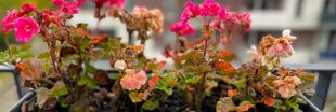 Géraniums d'hiver : comment garder vos fleurs pimpantes malgré le froid Géraniums d'hiver : comment garder vos fleurs pimpantes malgré le froid