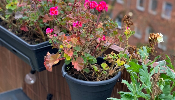 Géraniums d'hiver : comment garder vos fleurs pimpantes malgré le froid