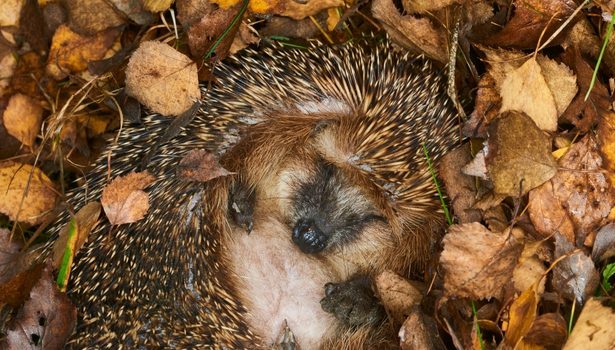 Hérisson en hibernation