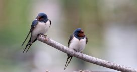 Une hécatombe d’hirondelles inédite en France ? Une hécatombe d’hirondelles inédite en France ?
