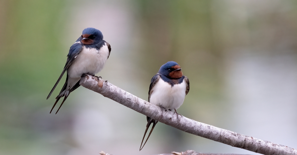 Une hécatombe d'hirondelles inédite en France ?