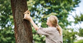 Comment protéger les nichoirs à oiseaux ?