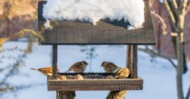 Comment protéger les nichoirs à oiseaux en hiver dans son jardin