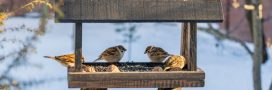 Comment protéger les nichoirs à oiseaux en hiver dans son jardin