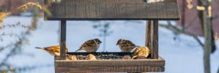 Comment protéger les nichoirs à oiseaux en hiver dans son jardin