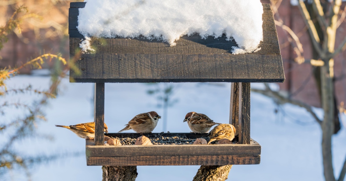 Comment protéger les nichoirs à oiseaux en hiver dans son jardin Comment protéger les nichoirs à oiseaux en hiver dans son jardin