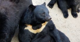 Corée du Sud : les ours-lune enfin protégés après des décennies d’exploitation Corée du Sud : les ours-lune enfin protégés après des décennies d’exploitation