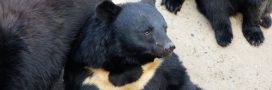 Corée du Sud : les ours-lune enfin protégés après des décennies d’exploitation