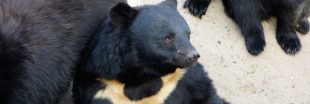 Corée du Sud : les ours-lune enfin protégés après des décennies d'exploitation