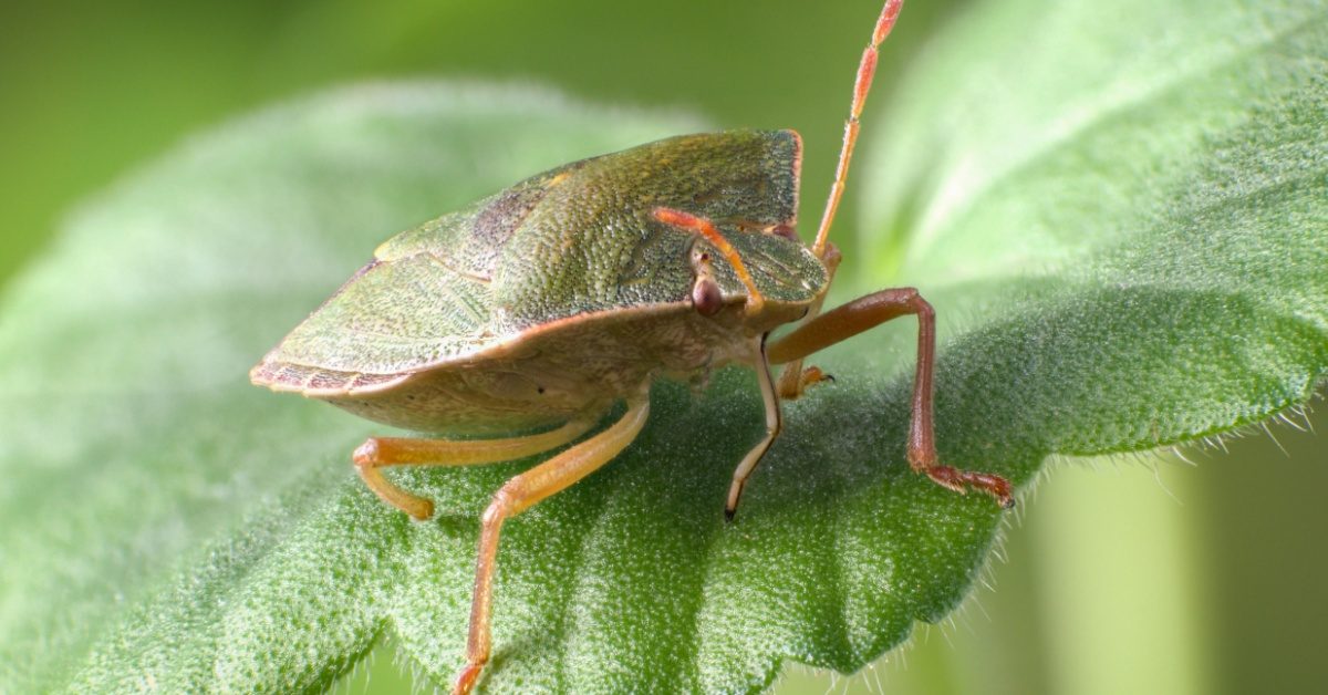 Punaises d’automne : pourquoi elles entrent dans nos maisons