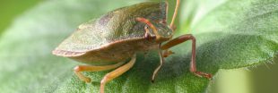 Punaises d'automne : pourquoi elles entrent dans nos maisons