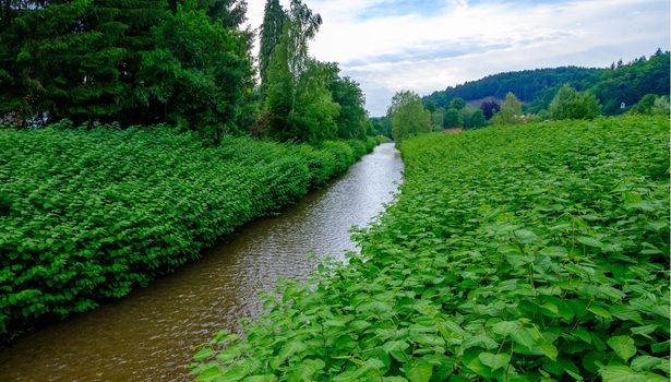 Renouée du Japon (Fallopia japonica) 