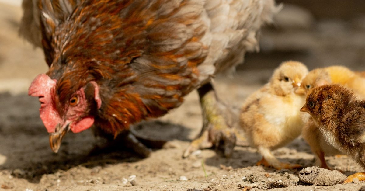 Reproduction des poules : équilibre du poulailler, fécondation et soins des poussins Reproduction des poules : équilibre du poulailler, fécondation et soins des poussins