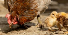 Reproduction des poules : équilibre du poulailler, fécondation et soins des poussins Reproduction des poules : équilibre du poulailler, fécondation et soins des poussins