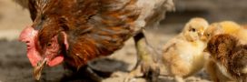 Reproduction des poules : équilibre du poulailler, fécondation et soins des poussins Reproduction des poules : équilibre du poulailler, fécondation et soins des poussins