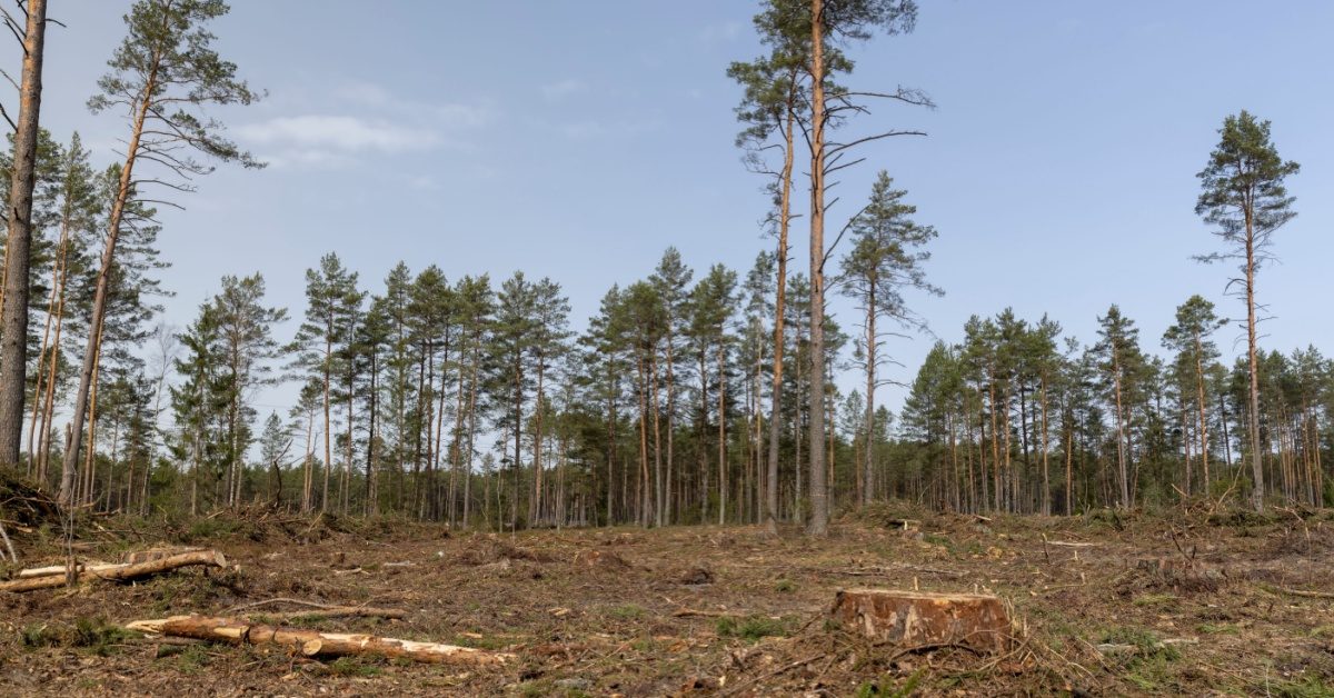 Déforestation : le Parlement européen reporte d’un an l’entrée en vigueur du règlement européen