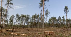 Déforestation : le Parlement européen reporte d’un an l’entrée en vigueur du règlement européen Déforestation : le Parlement européen reporte d’un an l’entrée en vigueur du règlement européen